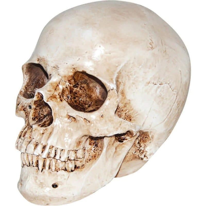 Skull Realistic
